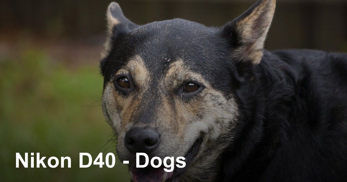thumbnail image for Nikon D40 - Dogs photo gallery
